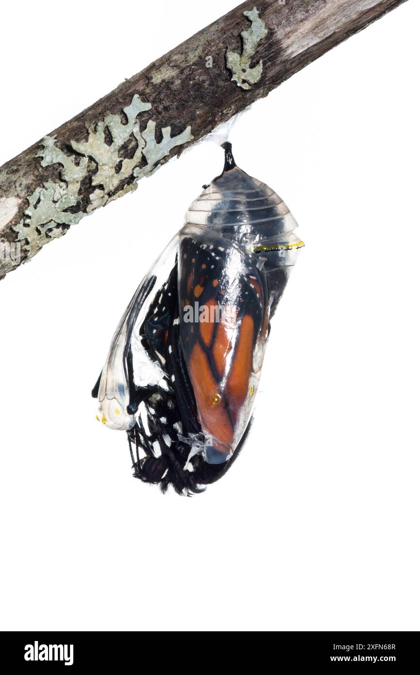 Monarchschmetterling (Danaus plexippus) aus Chrysalis, fotografiert auf weiß. New Brunswick, Kanada, September. Sequenz 2 von 8 Stockfoto