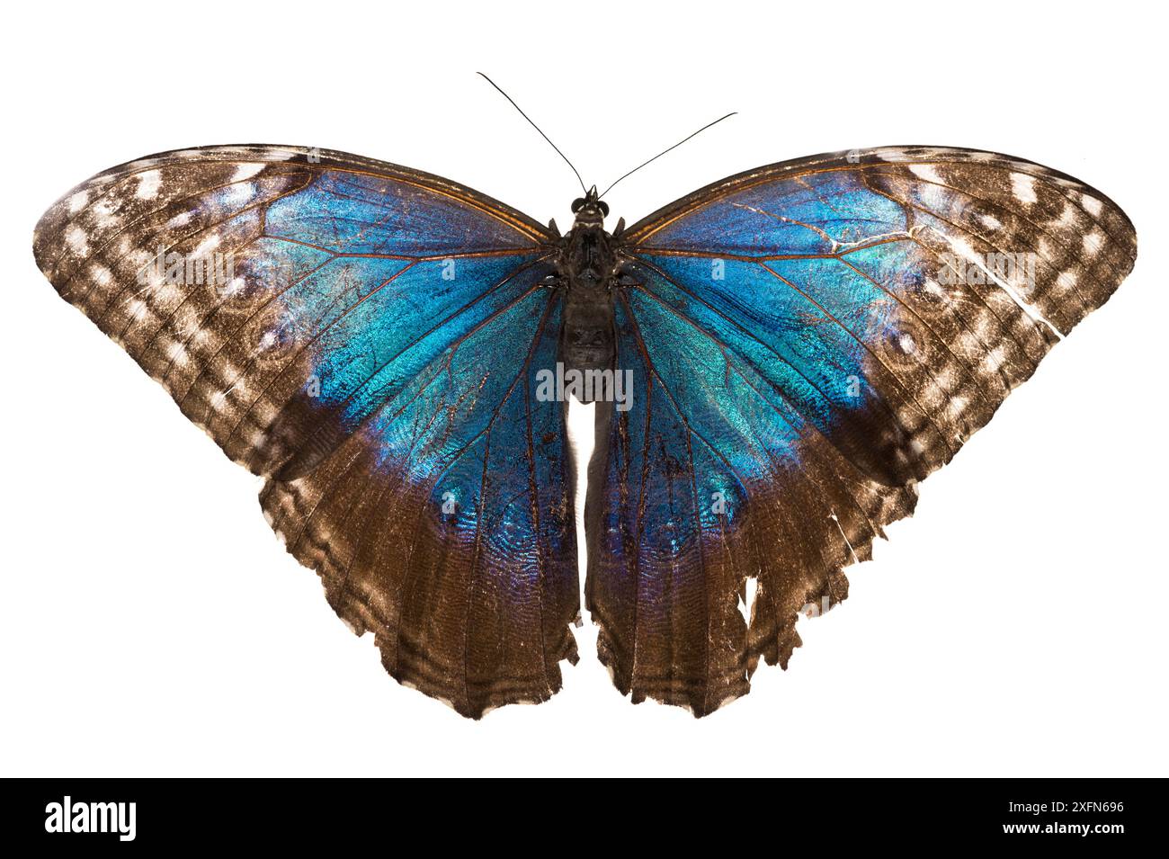 Morpho-Schmetterling (Morpho peleides) fotografiert auf weißem Hintergrund. Costa Rica, März. Stockfoto