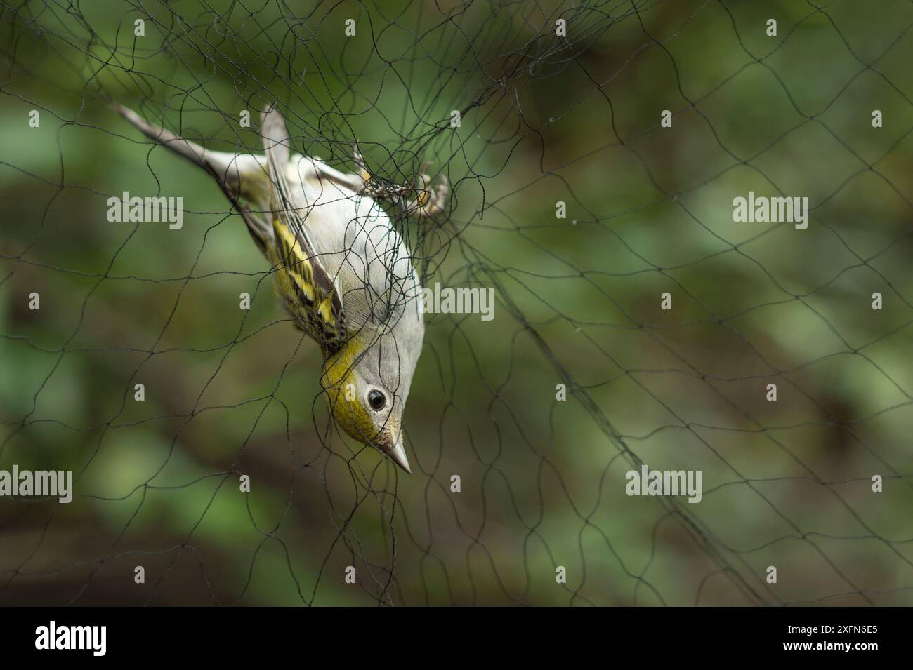 Kastanienseitiger Knüppel (Setophaga pensylvanica), gefangen in einem Nebelnetz während einer Untersuchung von Zugvögeln in Costa Rica, Januar. Stockfoto