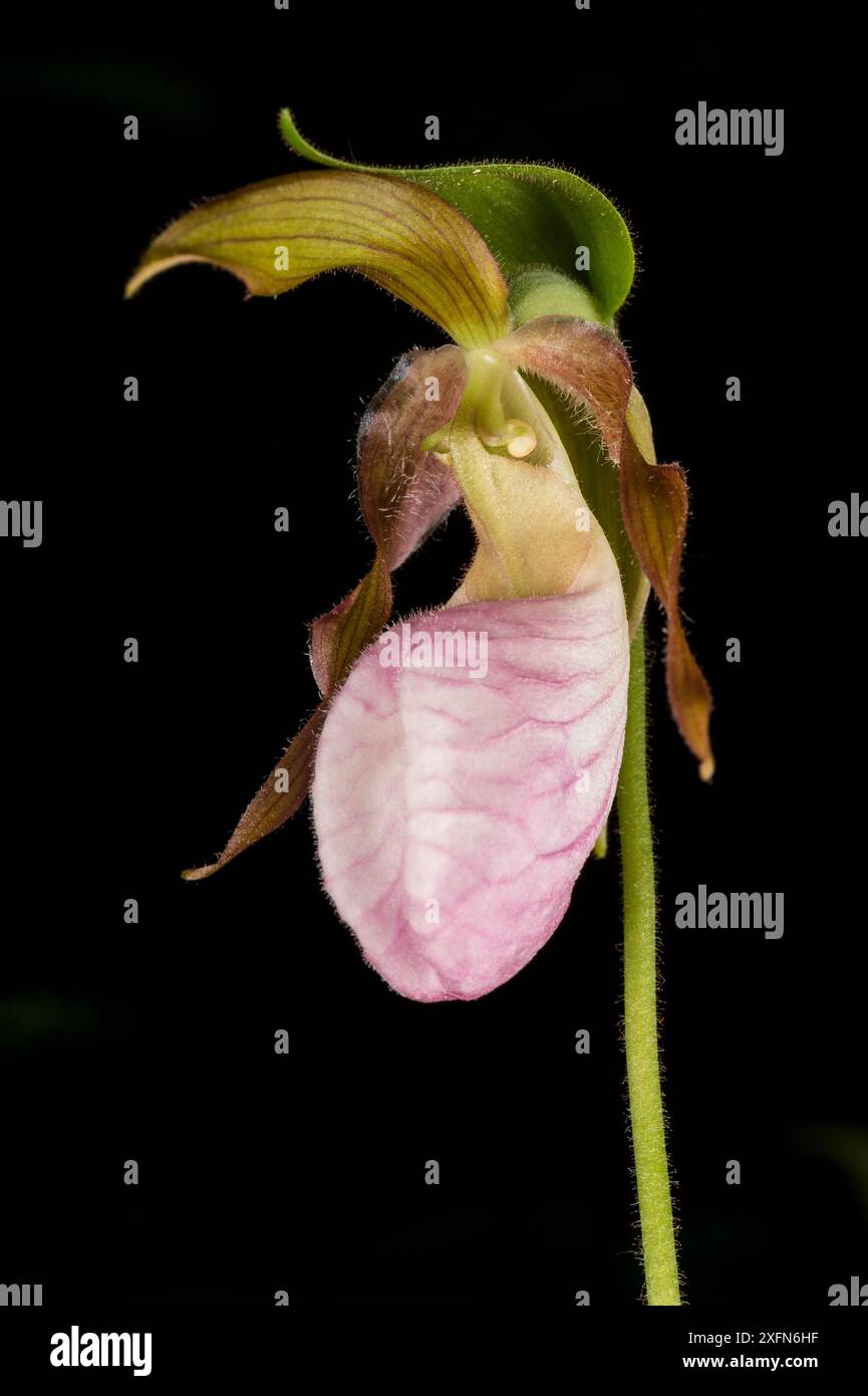 Pink Damenschuh Orchidee (Cypripedium acaule) fotografiert auf schwarzem Hintergrund, New Brunswick, Kanada, Juni. Stockfoto