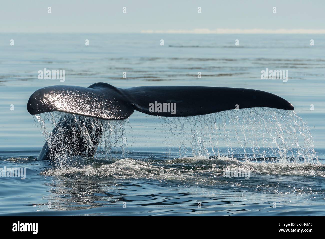 Nordatlantischer Glattwal (Eubalaena glazialis), Schwanzfels, Bay of Fundy, Kanada. Stockfoto
