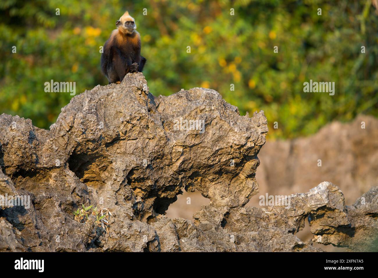 Cat Ba langur (Trachypithecus poliocephalus) juvenil, endemisch auf Cat Ba Island, Ha Long Bay, UNESCO-Weltkulturerbe, Vietnam. Kritisch Gefährdet Stockfoto