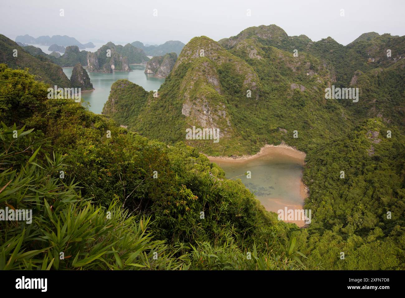 Karsthabitat der Katze Ba langurs, Ha Long Bay UNESCO-Weltkulturerbe, Vietnam. Stockfoto