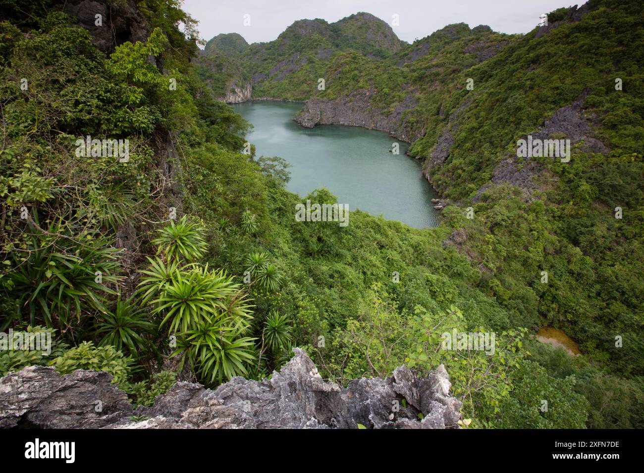 Karsthabitat der Katze Ba langurs, Ha Long Bay UNESCO-Weltkulturerbe, Vietnam. Stockfoto