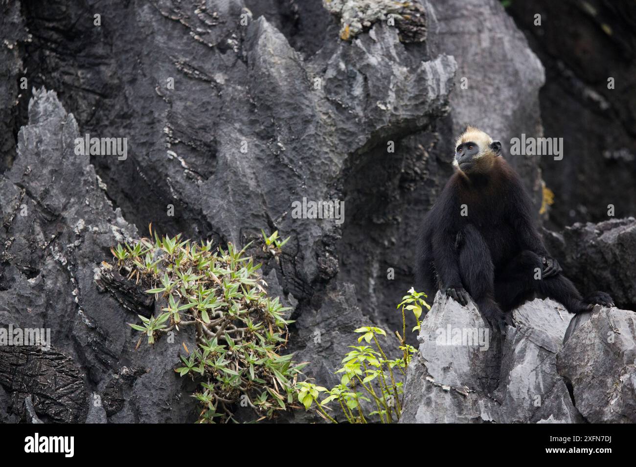 Cat Ba langur (Trachypithecus poliocephalus) Ha Long Bucht UNESCO-Weltkulturerbe, endemisch auf der Insel Cat Ba, Vietnam. Vom Aussterben bedroht Stockfoto