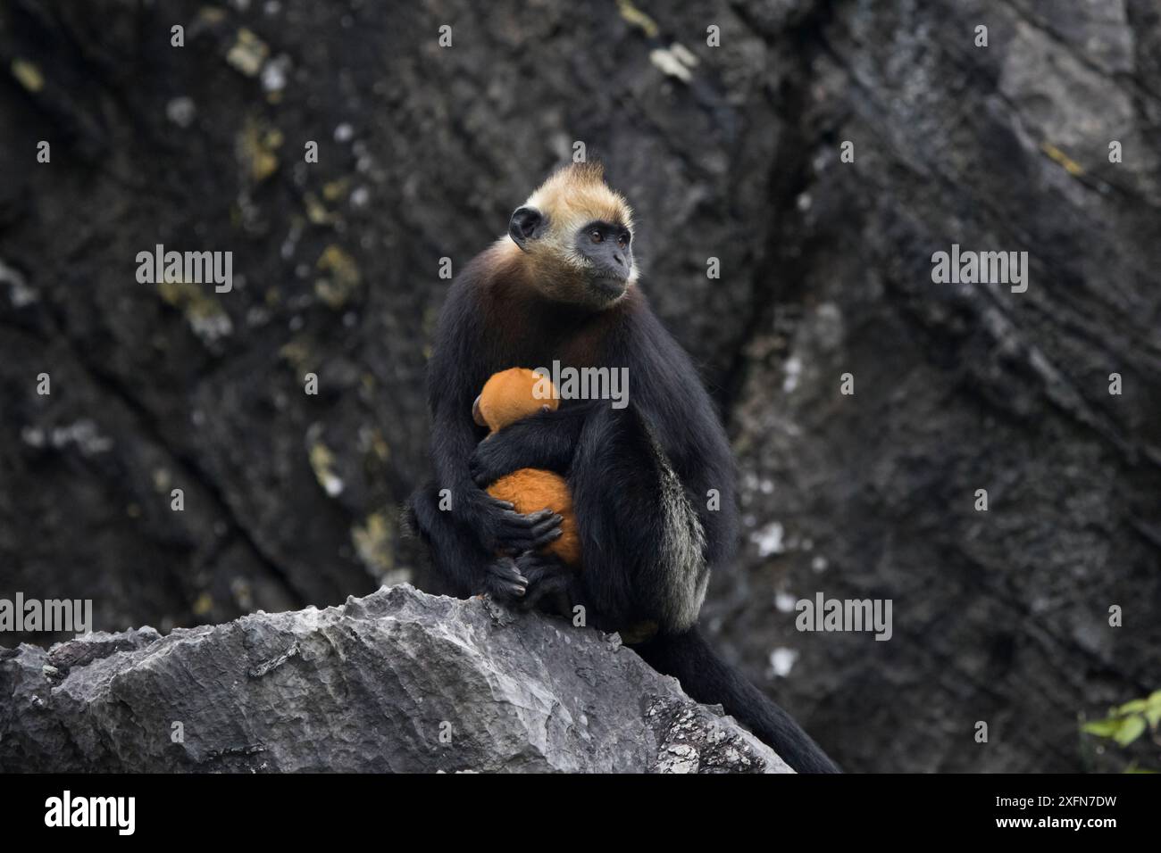 Cat Ba langur (Trachypithecus poliocephalus) weiblich mit Säugling, Ha Long Bay UNESCO-Weltkulturerbe, endemisch auf Cat Ba Island, Vietnam. Kritisch Gefährdet Stockfoto