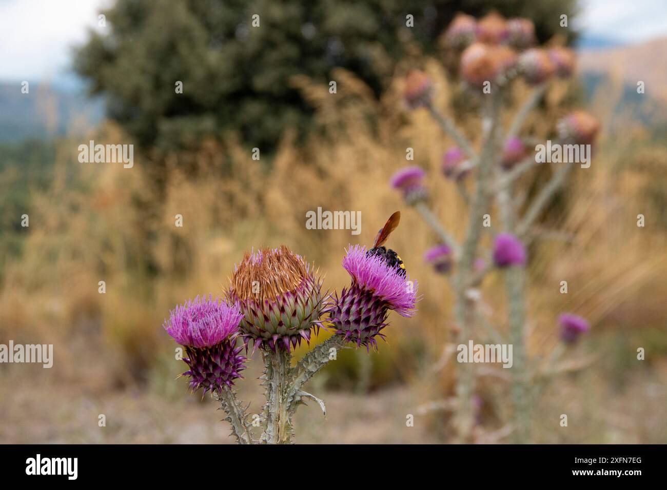 Onopordum illyricum, allgemein bekannt als Borriquero-Distel, gehört zur Familie der compositae in verschiedenen Blütestadien, die mit Honig insec bestäubt werden Stockfoto