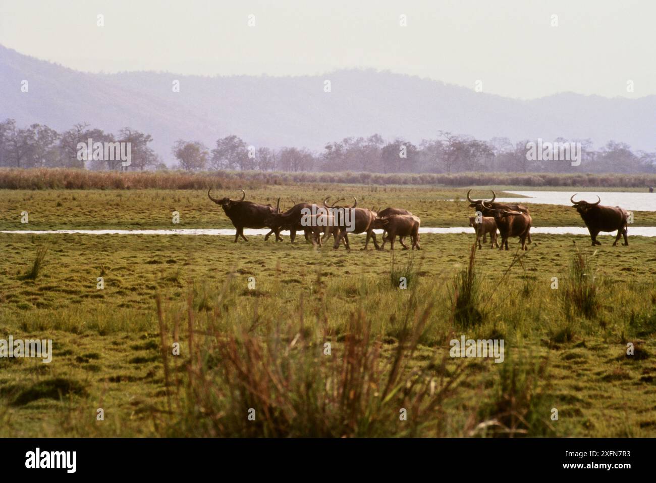 Wilde Wasserbüffel (Bubalus arnee) Herde im Kaziranga Nationalpark, UNESCO-Weltkulturerbe, Indien. Nur kleine Repro. Stockfoto