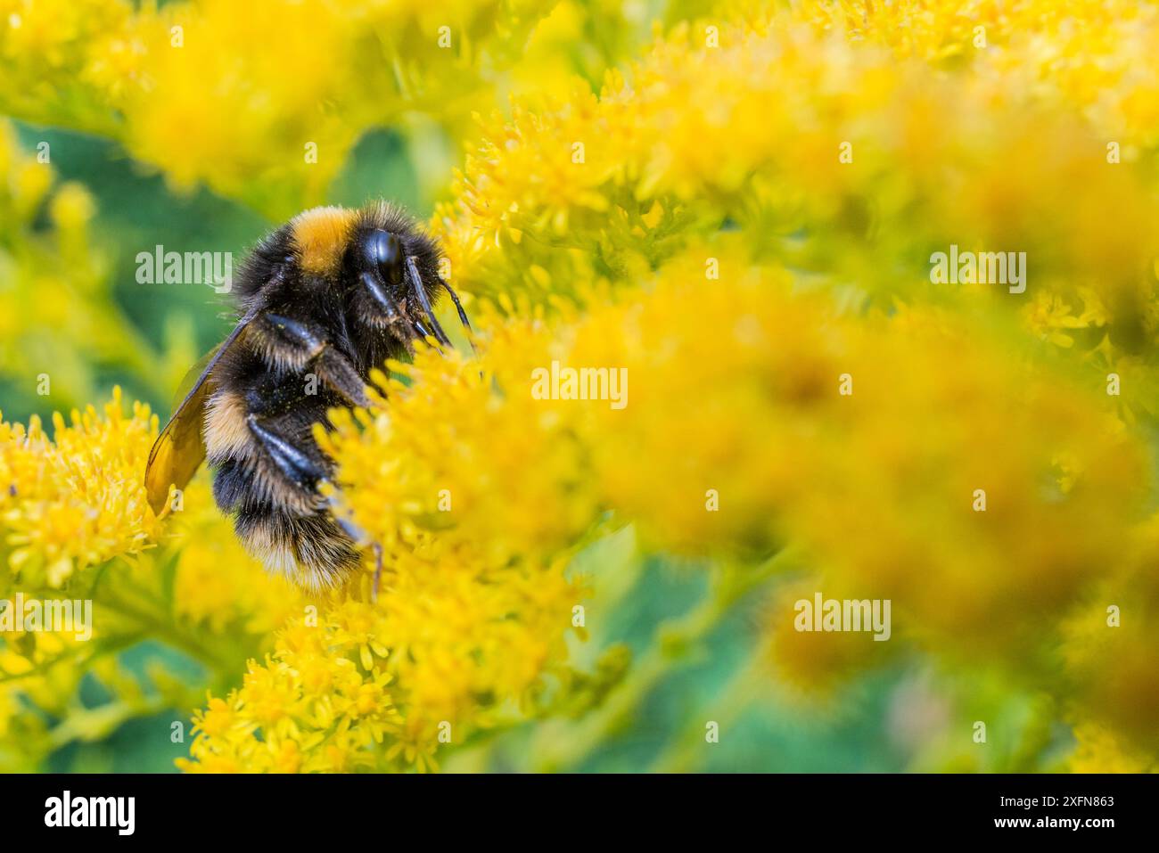 Heidenhummel (Bombus jonellus) auf Golden Rod (Solidago) Monmouthshire, Wales, Vereinigtes Königreich, September. Stockfoto