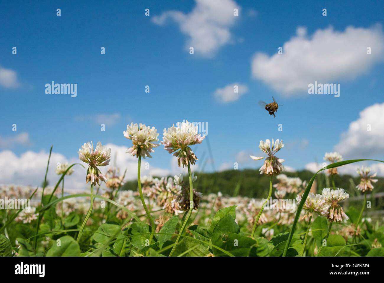 Die europäische Honigbiene (Apis mellifera), Weißklee (Trifolium repens) Blumen, Monmouthshire, Wales, UK. Juli. Stockfoto