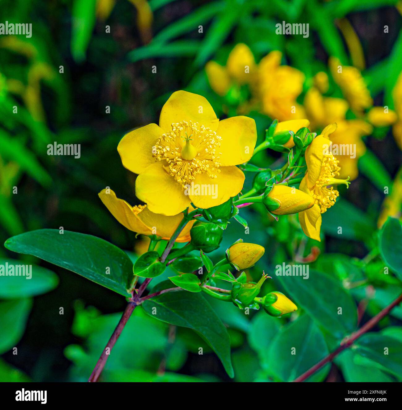 Forrests Tutsan, Hypericum forrestii Stockfoto