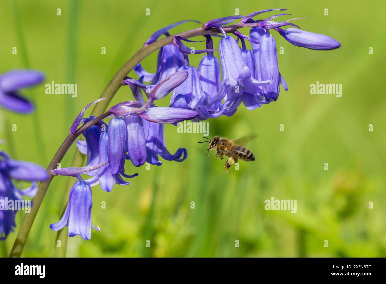 Honigbiene (APIs mellifera) fliegt nach Bluebell Flowers (Hyacinthoides non-scripta) Monmouthshire, Wales, Vereinigtes Königreich. April. Stockfoto