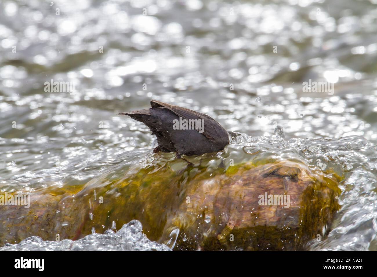 Amerikanische Dipper (Cinclus mexicanus) Jagd im Fluss, Madison River, Montana, USA. Mai. Stockfoto