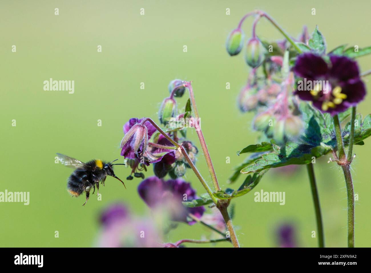 Die frühe Hummel (Bombus pratorum) fliegt, um sich von der harten Geranie zu ernähren, Monmouthshire, Wales, Vereinigtes Königreich. Mai. Stockfoto