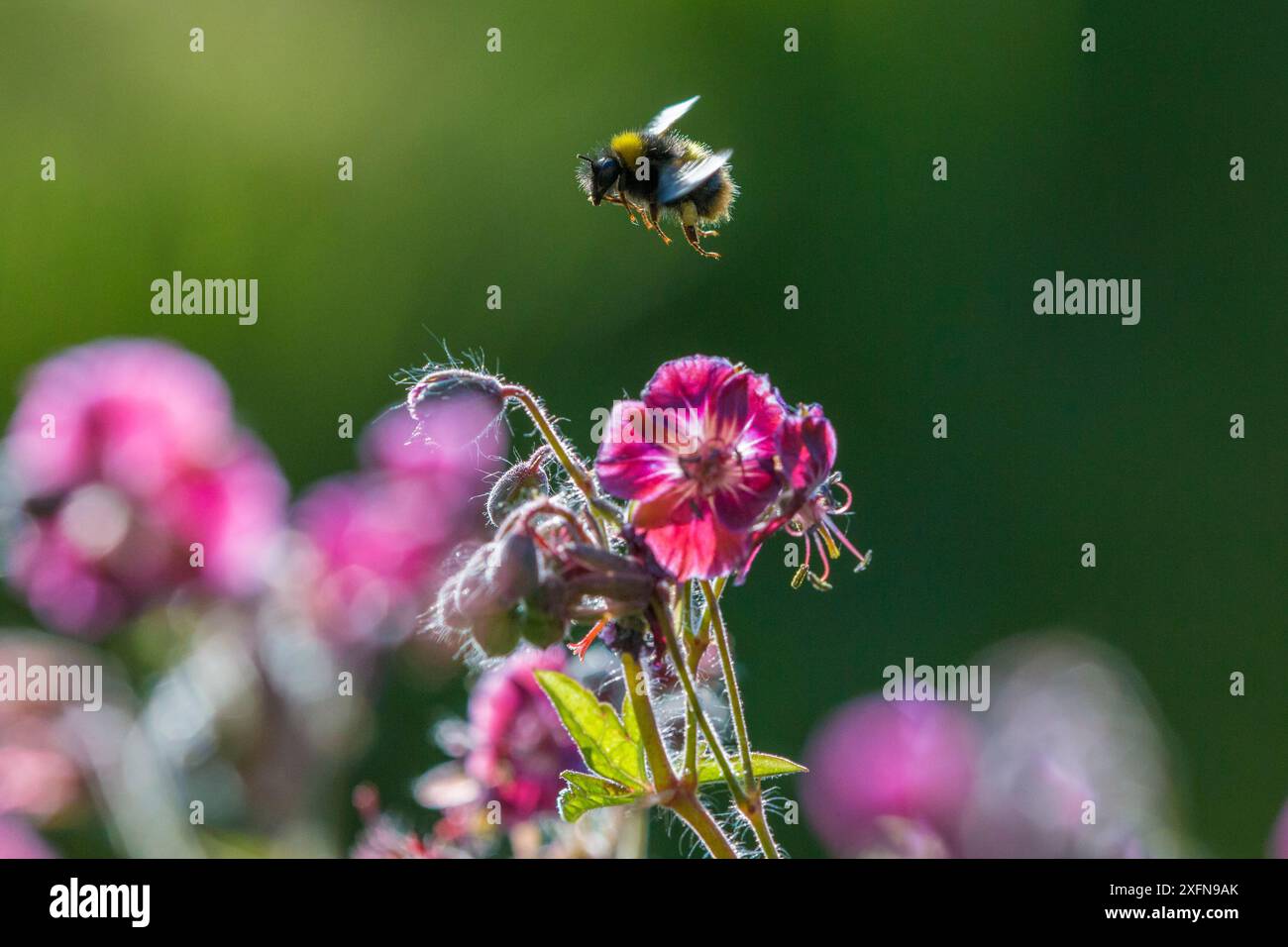 Die frühe Hummel (Bombus pratorum) fliegt, um sich von der harten Geranie zu ernähren, Monmouthshire, Wales, Vereinigtes Königreich. Mai. Stockfoto