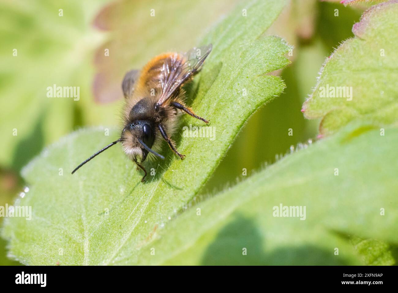Red mason Biene (Osmia bicornis) basking, Monmouthshire, Wales, UK, Mai. Stockfoto