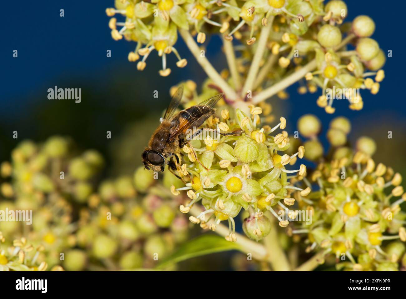 Seitenansicht des Hoverfly (Eristalis nemorum) auf Ivy Flower, The Weir Garden, Kenchester, Herefordshire, England, UK. November 2016. Stockfoto