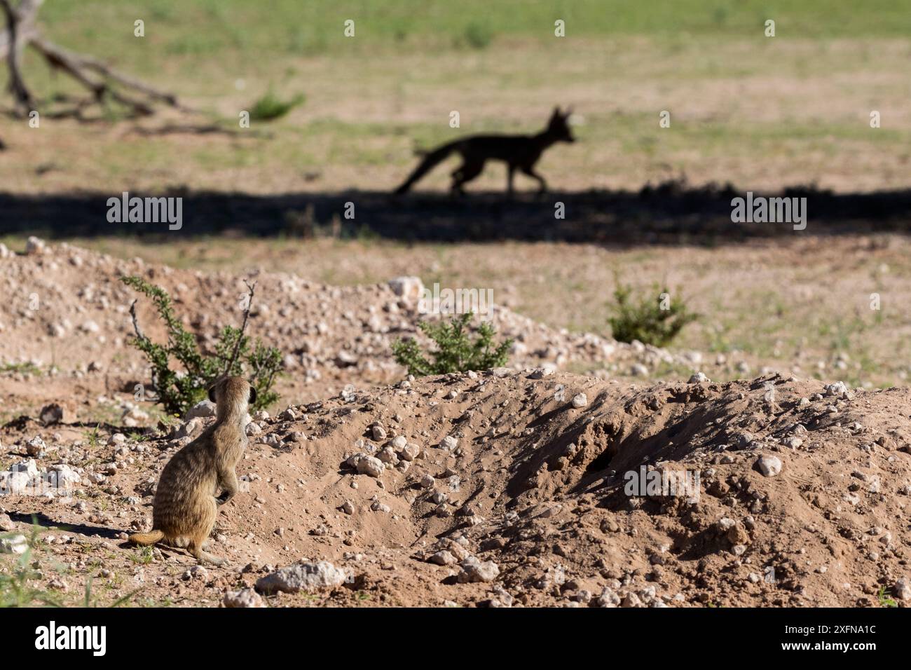 Erdmännchen (Suricata suricatta) beobachten Cape Fox (Vulpes chama) Kgalagadi Transfrontier Park, Nordkap, Südafrika, Januar. Stockfoto