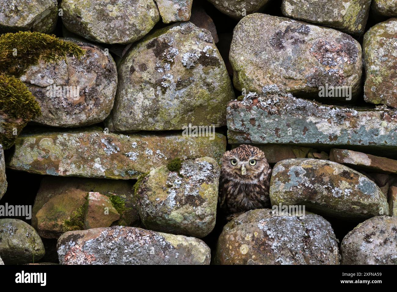 Kleine Eule (Athene noctua) sitzt in einer Steinmauer, Cumbria, Großbritannien. Unverlierbar. Stockfoto