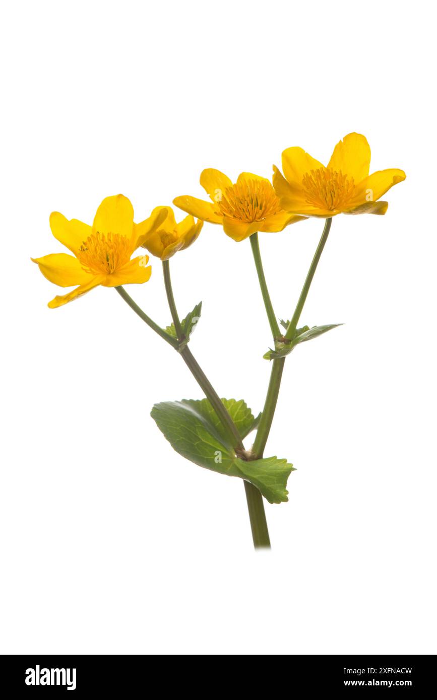 Sumpfblume (Caltha palustris) in der Blüte. Stockfoto