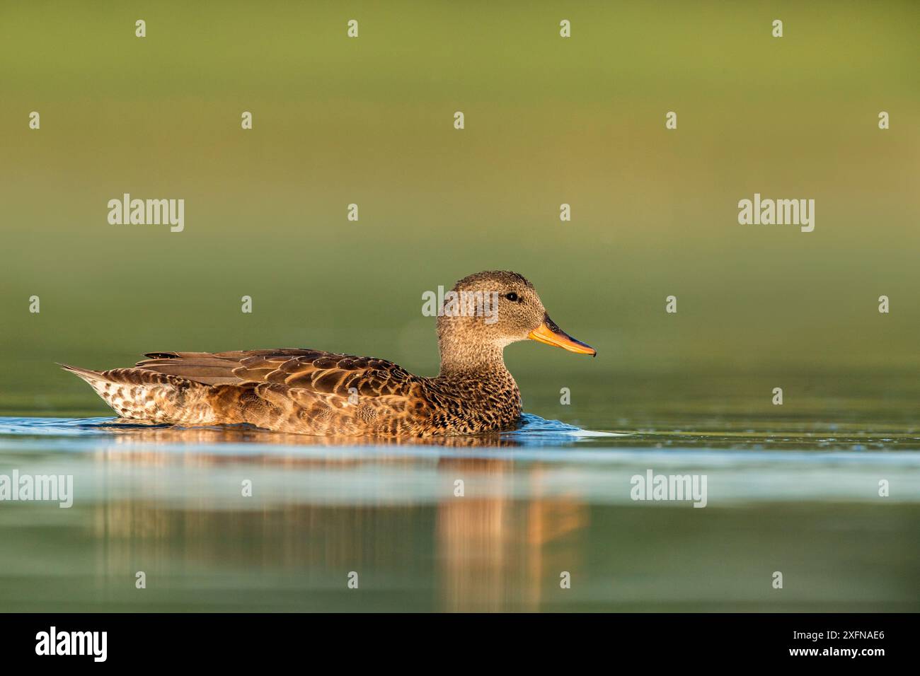 Gadwall (Anas strepera) weiblich auf dem Wasser, den Oever, Niederlande, Juli. Stockfoto