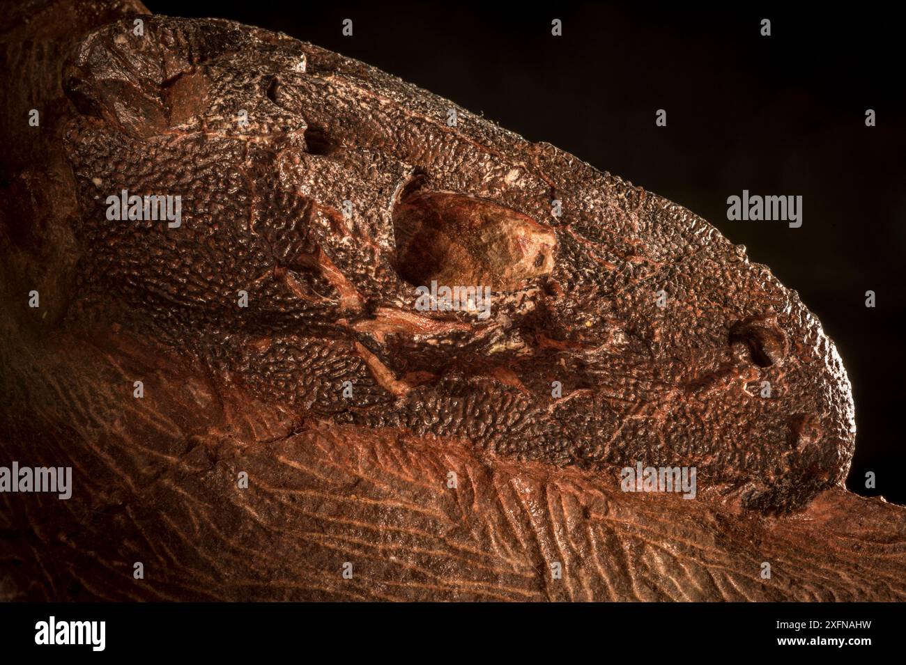 Fossiler Schädel von Dendrerpeton acadianum, einem grossen Amphibien der Karbonzeit. Joggins Fossil Cliffs, UNESCO-Weltkulturerbe am Ufer der Bay of Fundy in Nova Scotia, Kanada. Mai 2017 Stockfoto