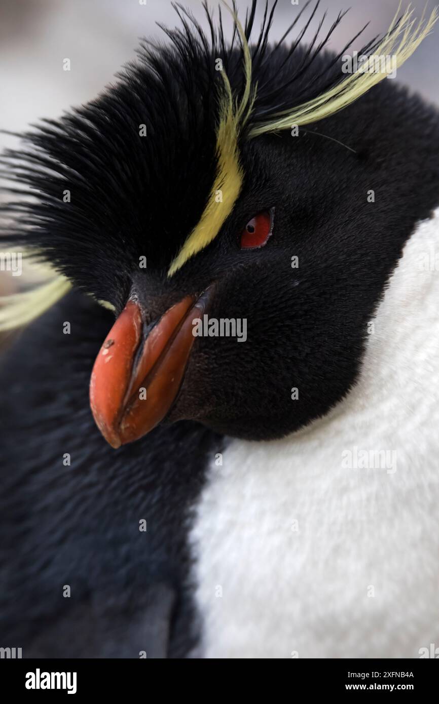 Südlicher Rockhopper-Pinguin (Eudyptes chrysocome), Niere Island, Falklandinseln, Oktober. Gefährdete Arten. Stockfoto