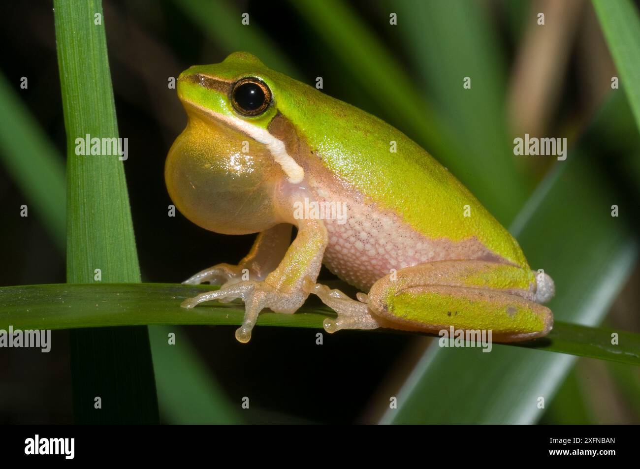 Östlicher Zwergfrosch (Litoria fallax), Werrikimbe Nationalpark, Gondwana Regenwald UNESCO-Weltkulturerbe, New South Wales, Australien. Stockfoto