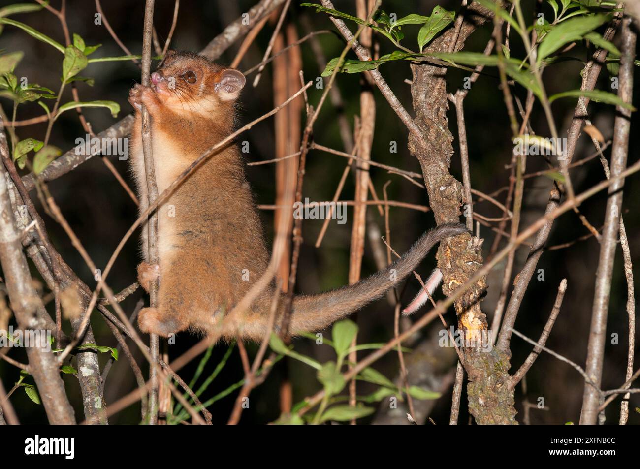 Ringelschwanz Possum (Pseudocheirus peregrinus subsp. pulcher), Werrikimbe National Park, Gondwana Rainforest UNESCO World Hertiage Site, New South Wales, Australien. Stockfoto