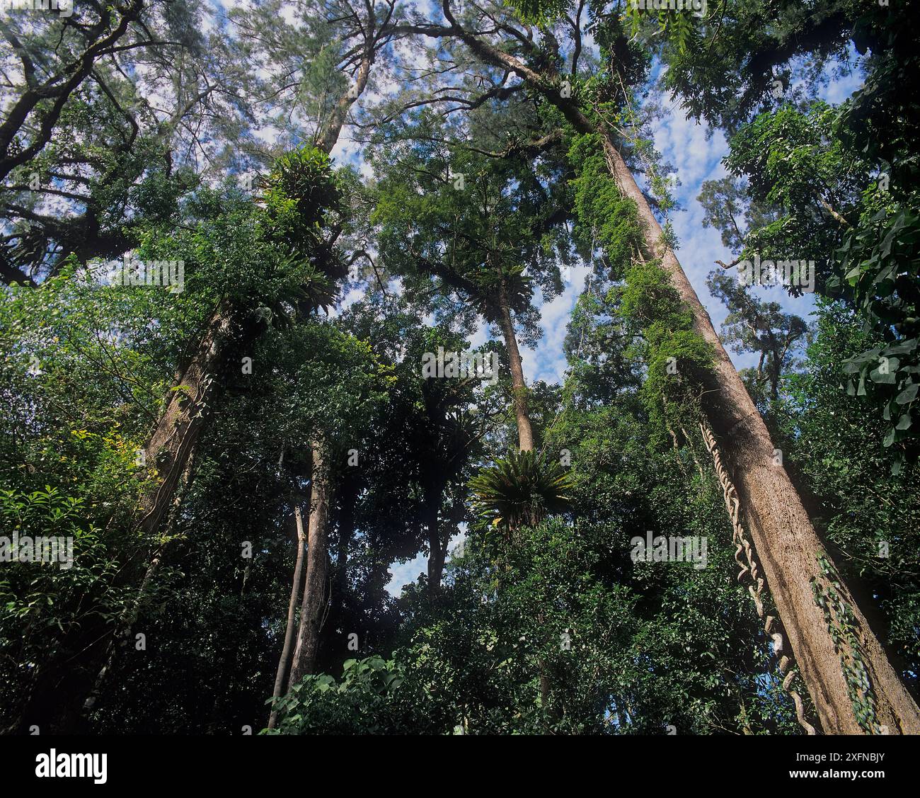 Subtropischer Regenwald, Barrington Tops National Park, Gondwana Rainforest UNESCO-Weltkulturerbe, New South Wales, Australien. Stockfoto