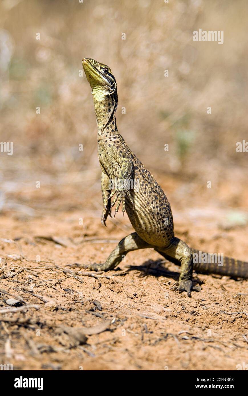 Sandmonitor (Varanus gouldii), Cape Range National Park, Ningaloo Coast, UNESCO-Weltkulturerbe, Westaustralien. Stockfoto