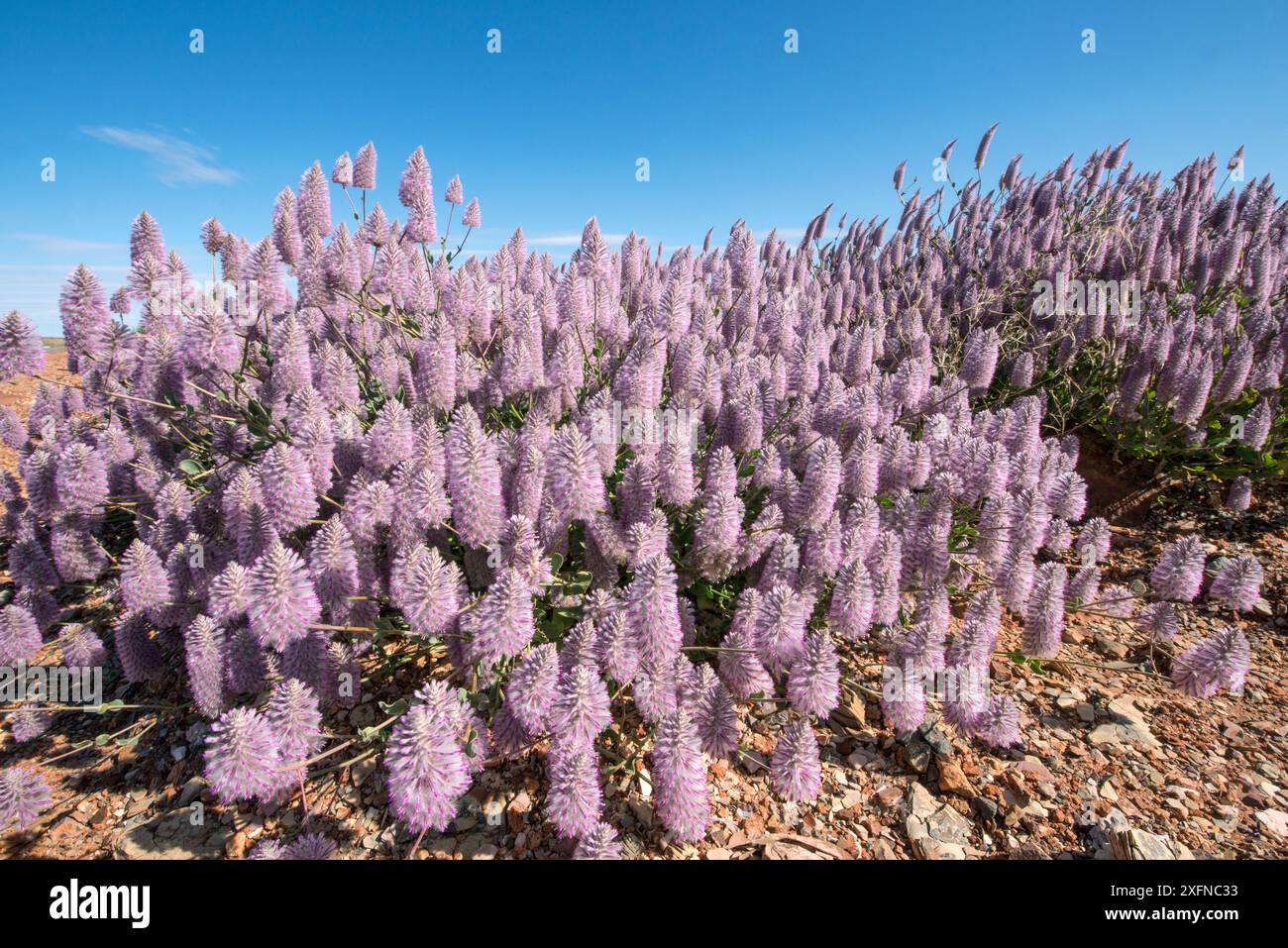 Tall mulla mulla (Ptilotus nobilis), Purnululu National Park, UNESCO-Weltkulturerbe, Western Australia, Australien. Stockfoto