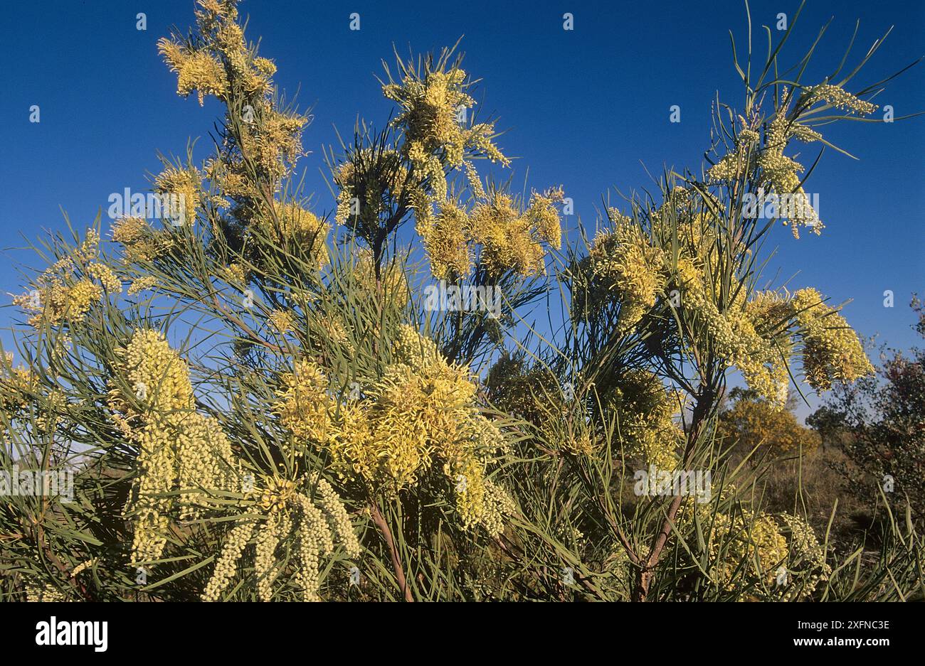 Westlicher Korkbaum (Hakea lorea), Cape Range National Park, Ningaloo Coast UNESCO-Weltkulturerbe, Westaustralien. Stockfoto