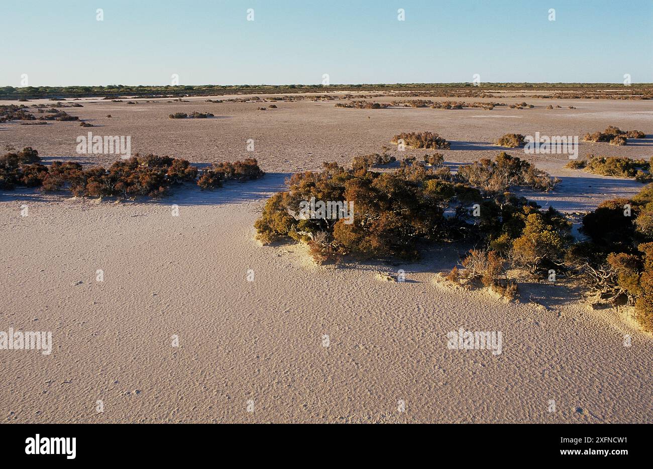 Gipsboden-Tonpfanne genannt Birrida, Francois Peron National Park, Shark Bay UNESCO-Weltkulturerbe, Western Australia, Australien. Stockfoto