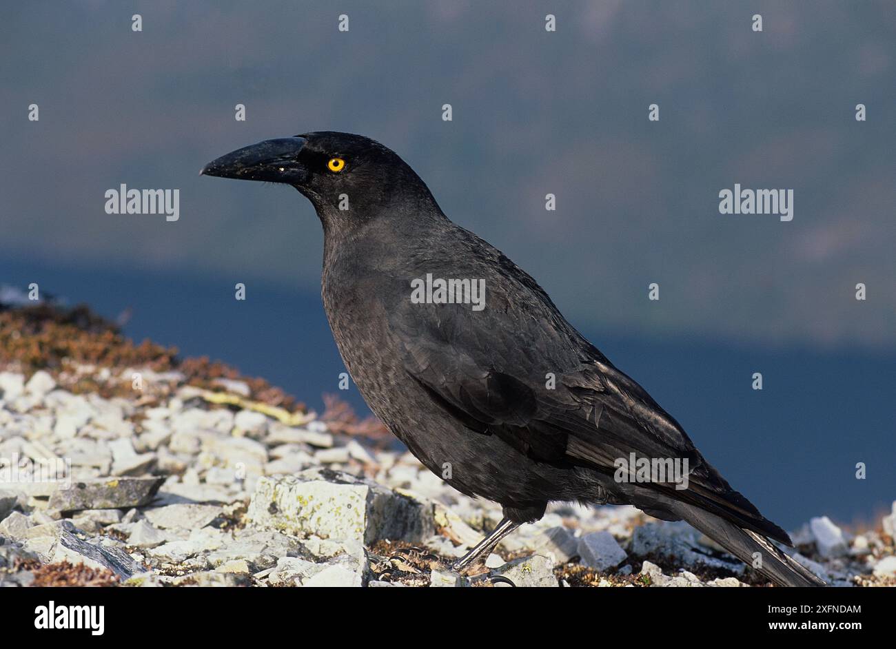 Black Currawong (Strepera fuliginosa), Cradle Mountain-Lake St Clair National Park, Tasmanische Wildnis, UNESCO-Weltkulturerbe, Tasmanien, Australien. Stockfoto