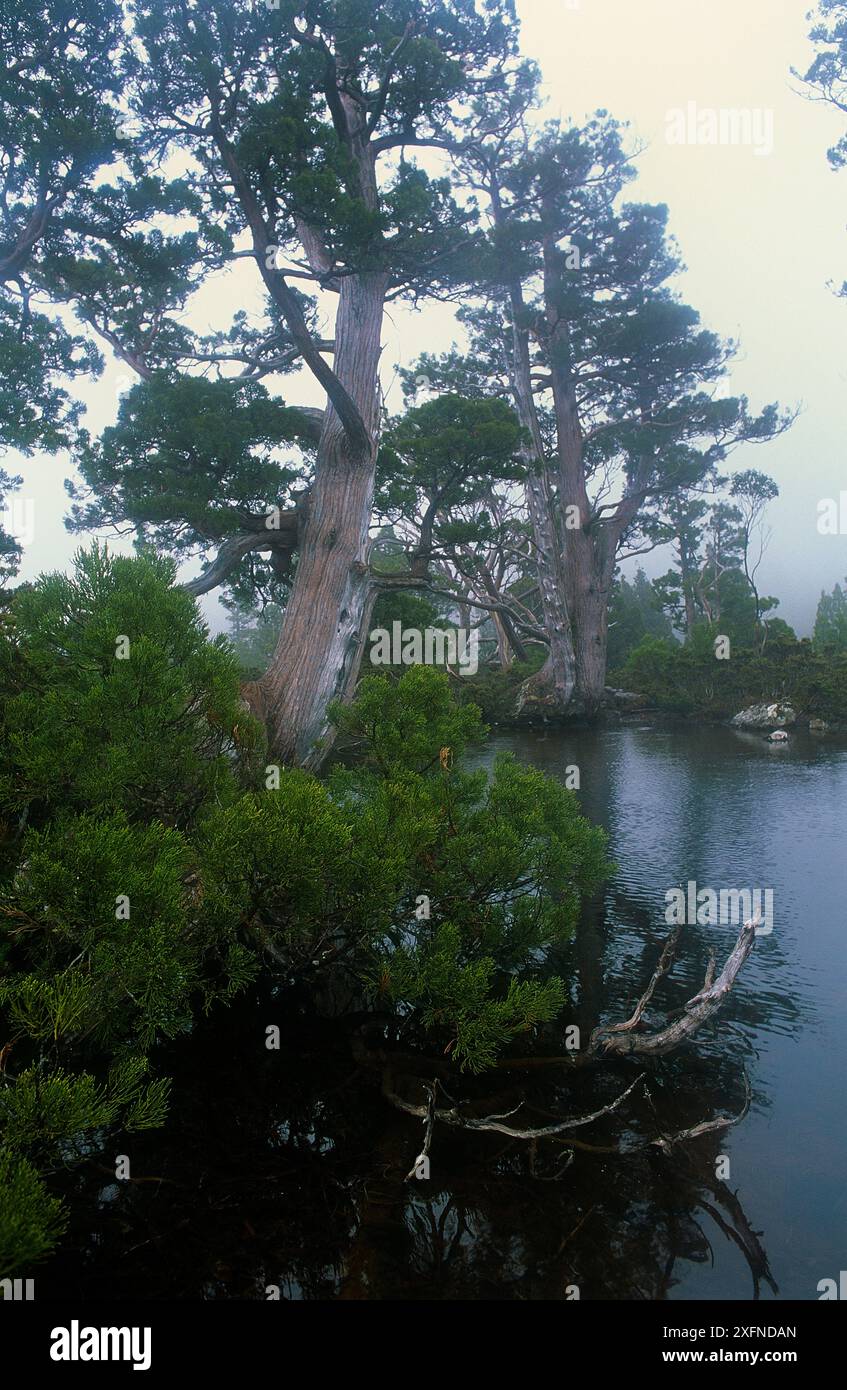 Artist Lake, Lake St. Clair National Park, Tasmanian Wilderness UNESCO-Weltkulturerbe, Cradle Mountain, Tasmanien, Australien. Stockfoto