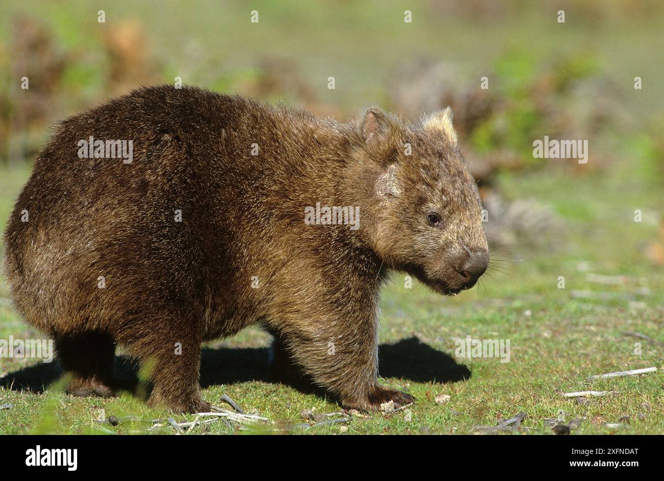 Gemeiner Wombat (Vombatus ursinus), Cradle Mountain-Lake St Clair National Park, Tasmanian Wilderness UNESCO-Weltkulturerbe, Tasmanien, Australien. Stockfoto