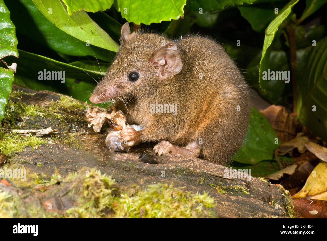 Antechinus (Antechinus adustus) Fütterung, Lake Eachem, Crater Lakes National Park, Wet Tropics of Queensland UNESCO-Weltkulturerbe, Queensland, Australien. Endemisch in den Feuchttropen von Queensland Stockfoto