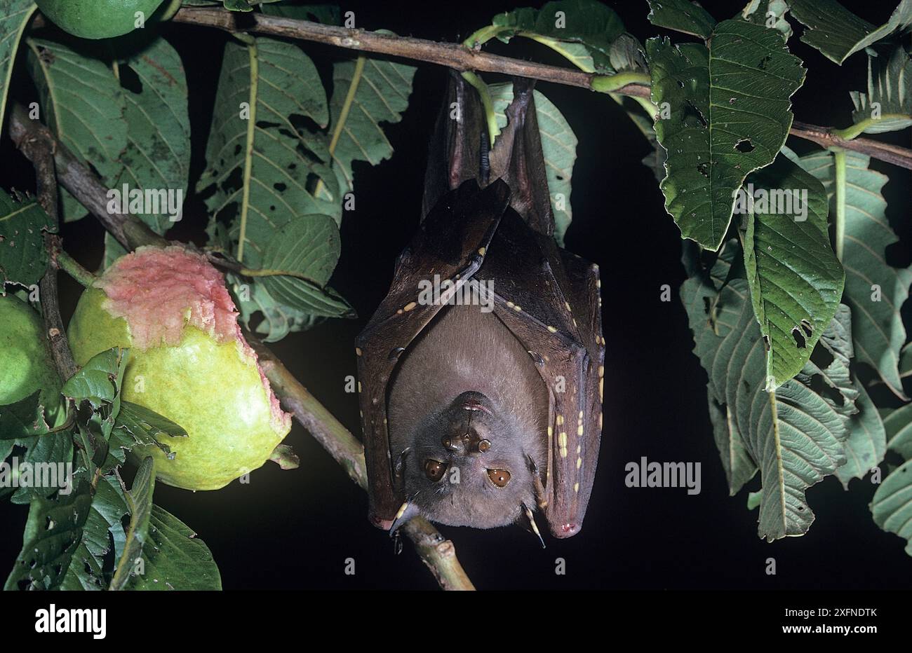 Östliche Röhrennasenfledermaus (Nyctimene robinsoni), Hinchingbrook Island National Park, Wet Tropics of Queensland, UNESCO-Weltkulturerbe, Queensland, Australien. Stockfoto