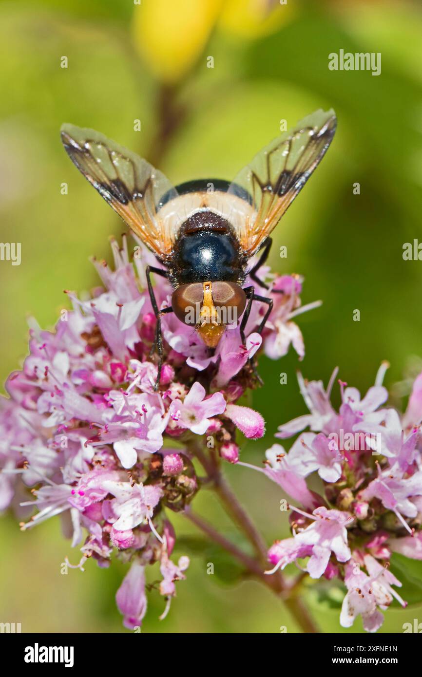 Die hoverfly (Volucella pellucens) ernährt sich von wildem Marjoram Hutchinson's Bank, New Addington, London, England, Großbritannien. Juli 2015 Stockfoto