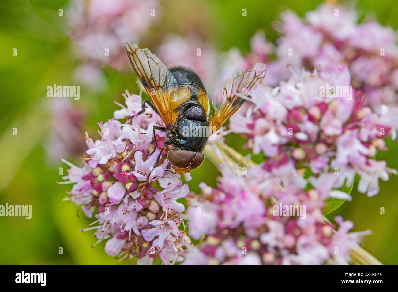 Große rattenschwadenfliege (Volucella pellucens), männlich, die Marjoram fressen, Hutchinson's Bank, New Addington, London, England, UK. August. Stockfoto