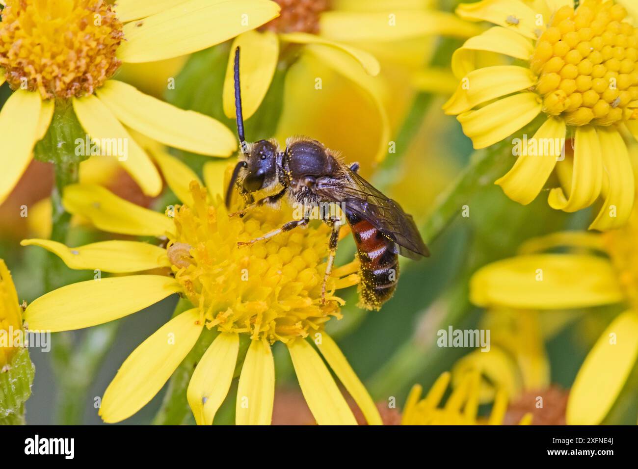 Slender Mining / Furchenbiene (Lasioglossum calceatum), die Ragkraut Brockley, Lewisham, London, England, Vereinigtes Königreich September ernährt. Stockfoto