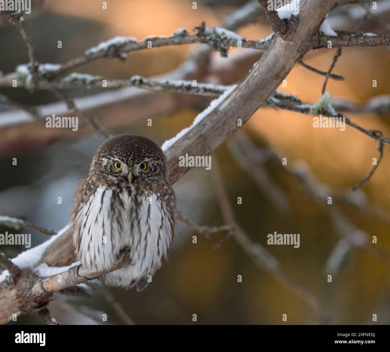 Eurasische Zwergkauz (Glaucidium passerinum) Finnland, Januar. Stockfoto