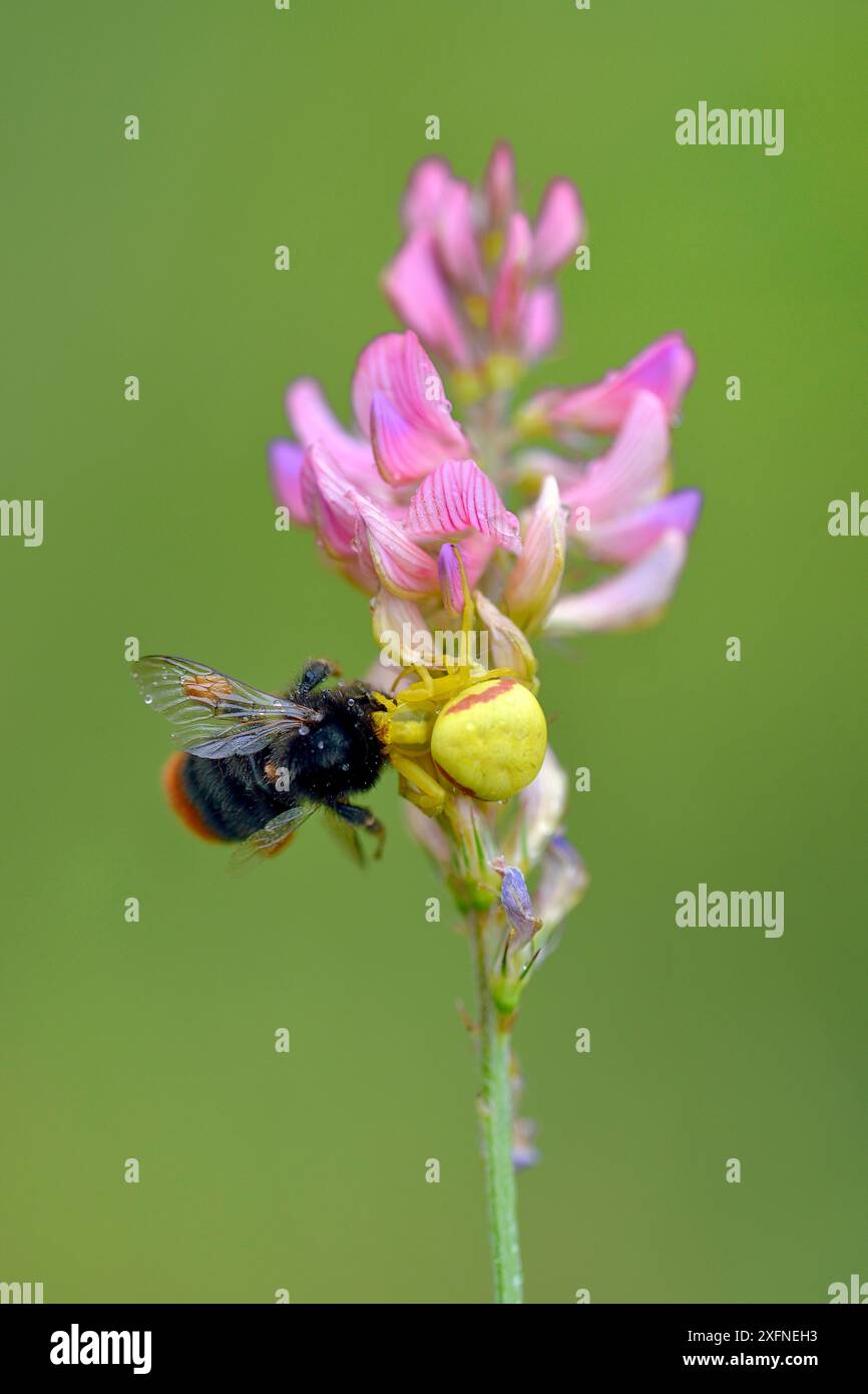 Goldrotkrabbenspinne (Misumena vatia) mit Beute, die eine Hummel (Bombus sp) auf der gewöhnlichen Esparsfoinsblume (Onobrychis viciifolia) fängt, Ottange, Lothringen, Frankreich, juni Stockfoto