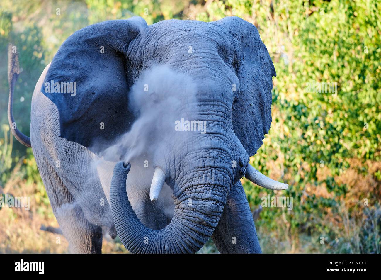 Afrikanischer Elefant (Loxodonta africana), Stier, der Staub auf das verletzte Auge sprüht, um die Fliegenbelästigung zu minimieren, Moremi-Nationalpark, Okavango-Delta, Botswana, Südliches Afrika Stockfoto