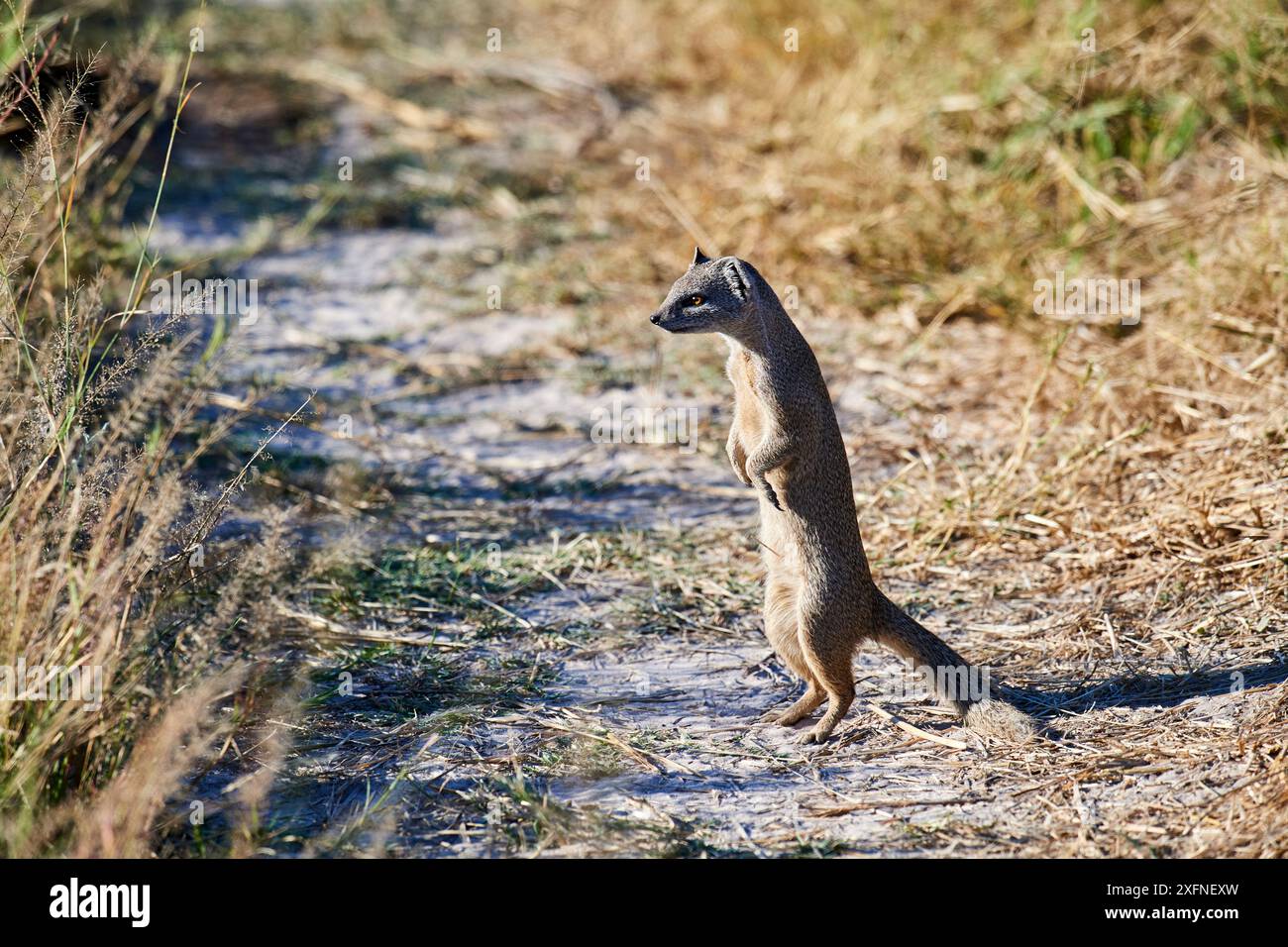 Gelbes Mungo (Cynictis penicillata) in Alarmbereitschaft, versucht aus einer im Gras versteckten Python zu fliehen, Moremi Nationalpark, Okavango Delta, Botswana, Südliches Afrika Stockfoto