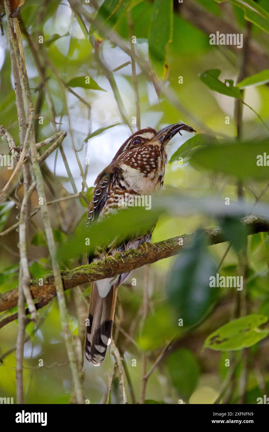 Kurzbeinige Bodenwalze (Brachypteracias leptosomus) fressendes Chamäleon. Regenwälder des UNESCO-Weltkulturerbes Atsinanana, Madagaskar, Dezember. Stockfoto