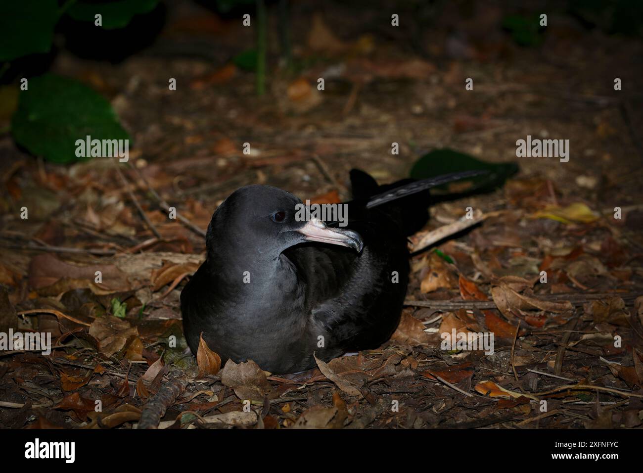 Fleischfüßiges Shearwater (Puffinus carneipes) bei Nacht im Küstenwald, Lord Howe Island, Lord Howe Island Group UNESCO-Weltkulturerbe, New South Wales, Australien Stockfoto