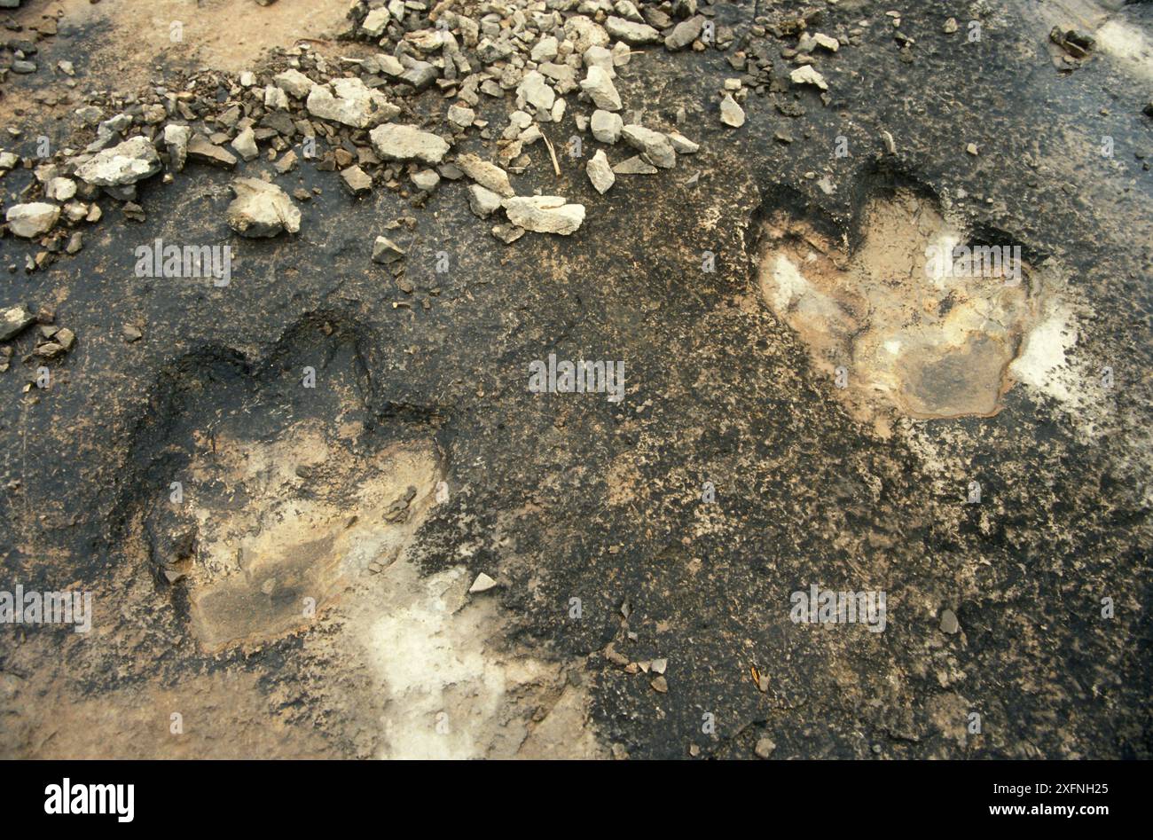Kalksteinplateau mit etwa 2500 Fußabdrücken von Dinosauriern vor etwa 150 Millionen Jahren. Die Fußabdrücke in diesem Bild könnten von Iguanodon, Megalosaurus oder Thyrannosaurus sein. Kugitang Tau Range, Turkmenistan 1990. Nur kleine Repro. Stockfoto