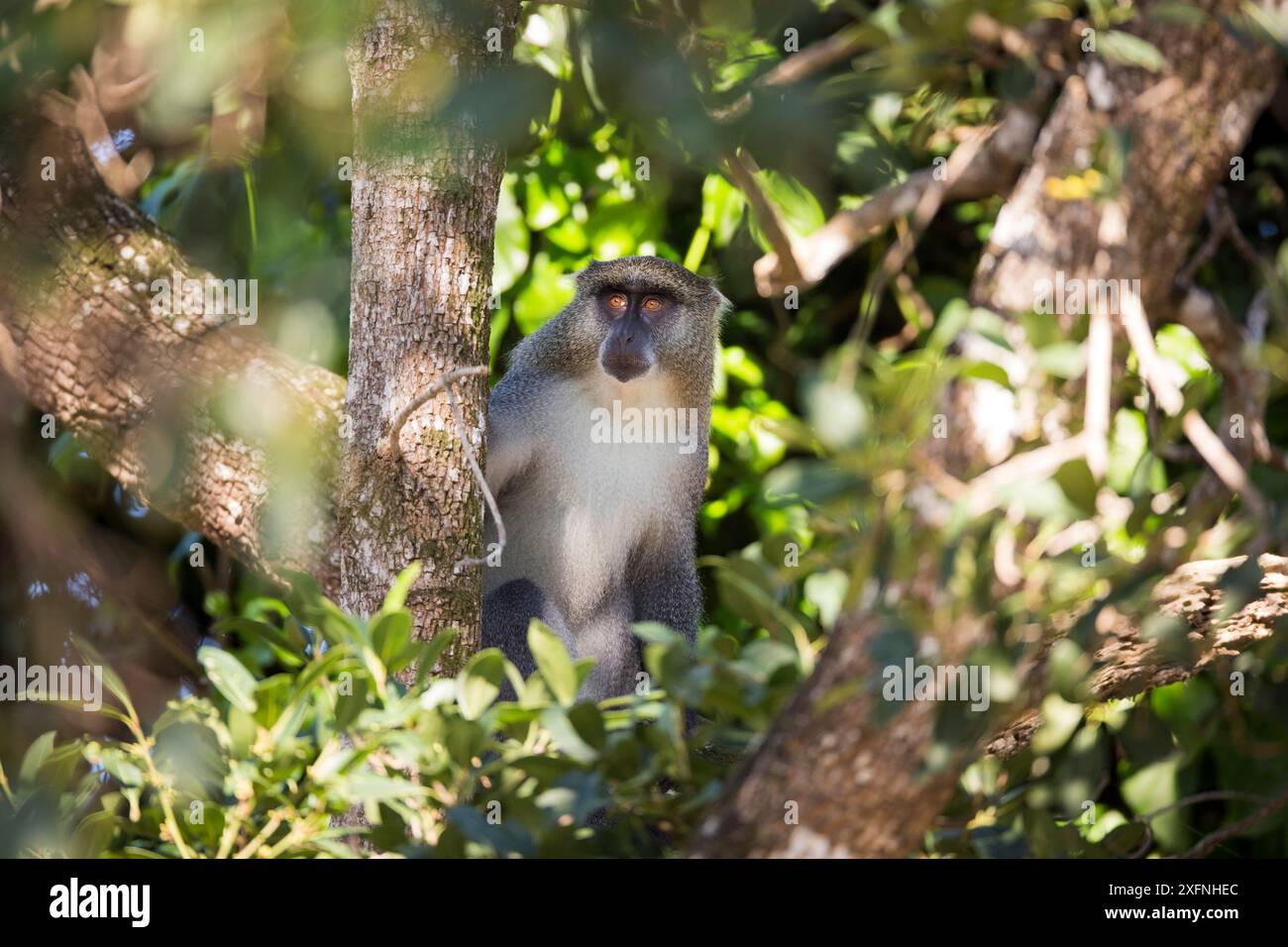 Samango Monkey (Cercopithecus mitis) Isimangaliso Wetland Park, Provinz KwaZulu-Natal, Südafrika Stockfoto